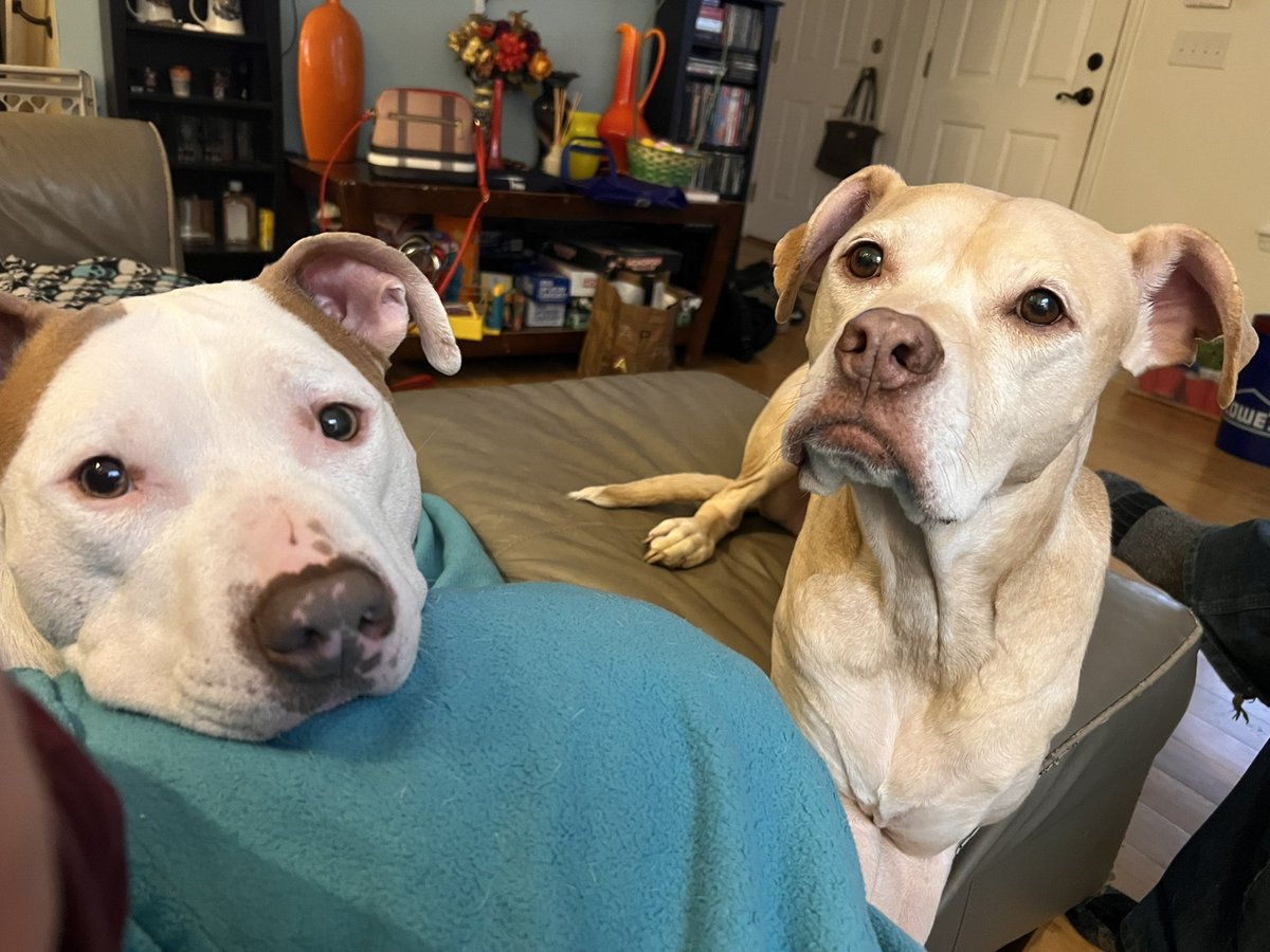adarbe3's tweet photo. They aren’t begging at all 🤨🙄 #DogsofTwittter #pearl #buster #begging https://t.co/qGcc1CdVjU