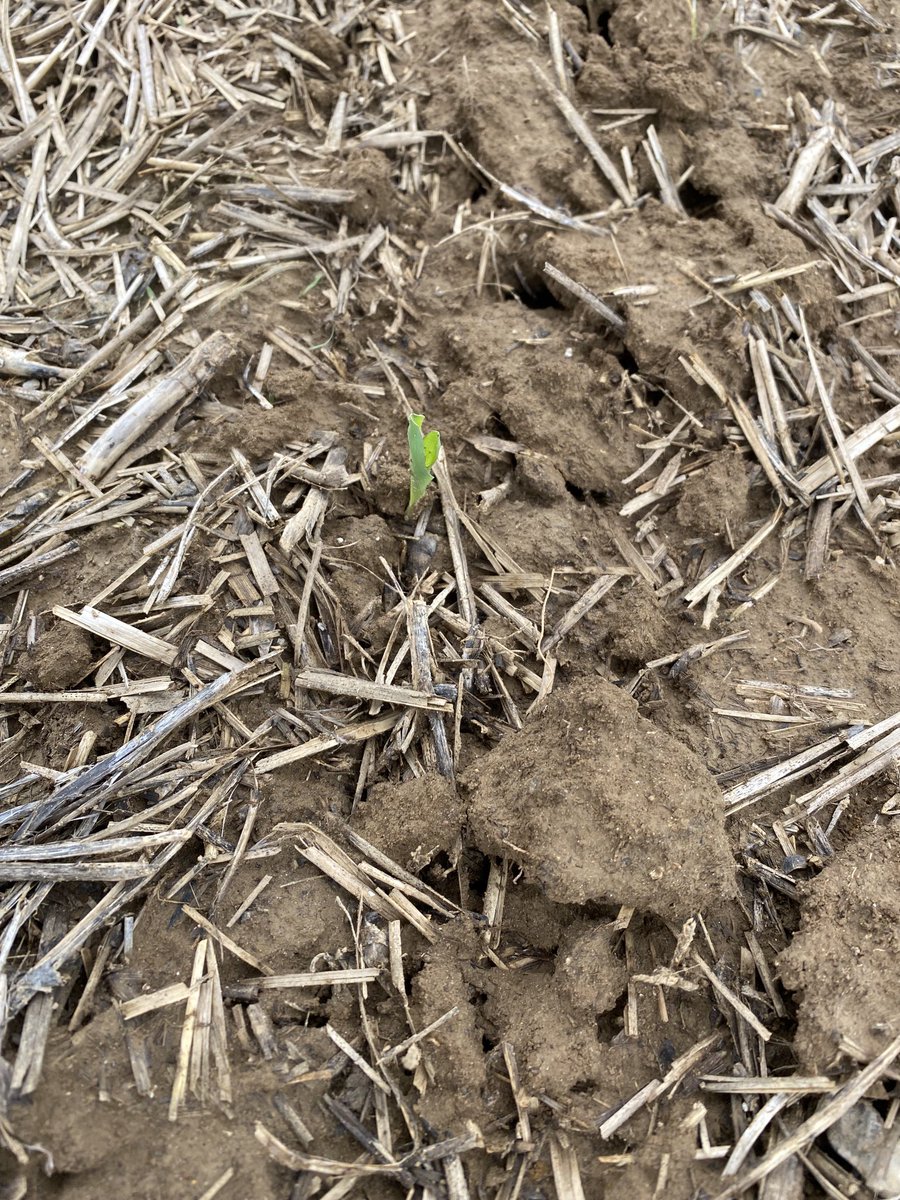Sweetcorn ready for the 4th of July