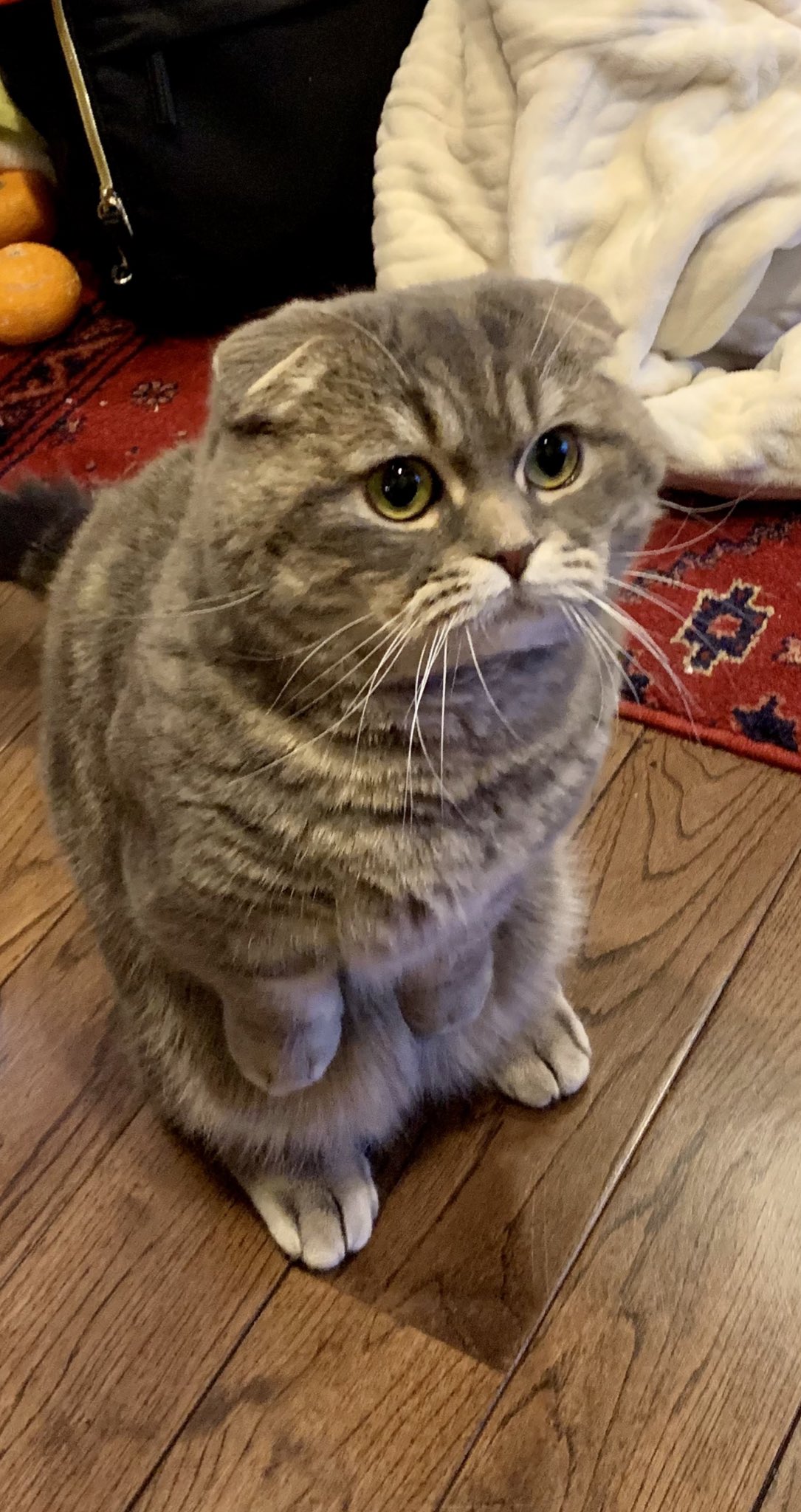 たこやき Gw最終日を悲しむ ねこ 猫 Cat T Co Npe6yepbpb Twitter