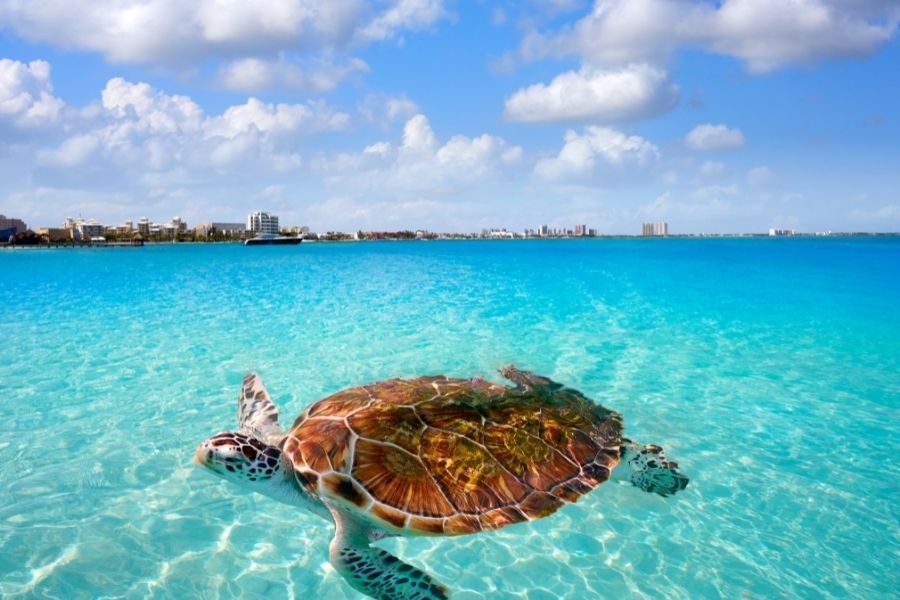 leap_my's tweet image. If you&apos;re looking for things to do in Cancun for all ages, check this complete guide for all the best activities for kids, adults, and couples.

myflyingleap.com/mexico/things-…

#myflyingleap #travel #mexico #newpost
