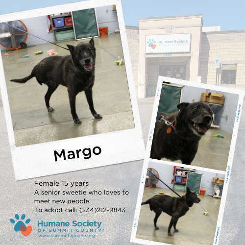 Humane Society of Summit County tweet media