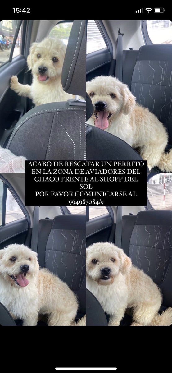 RT PARA ENCONTRAR A SUS DUEÑOS