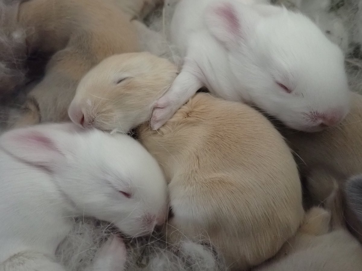 StarMossAcres's tweet photo. Sweet little French Angora Babies. Growing fast!
#Bunnies #frenchAngora #Angora #rabbits #Rabbit #Farm #fiber #wool #Fiberarts #Homesteading https://t.co/WTIZ3YylA1