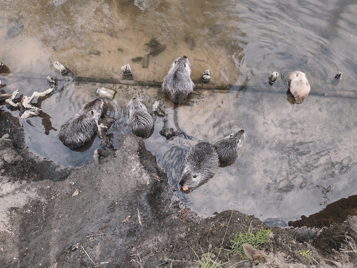 Alicja Musiał tweet media