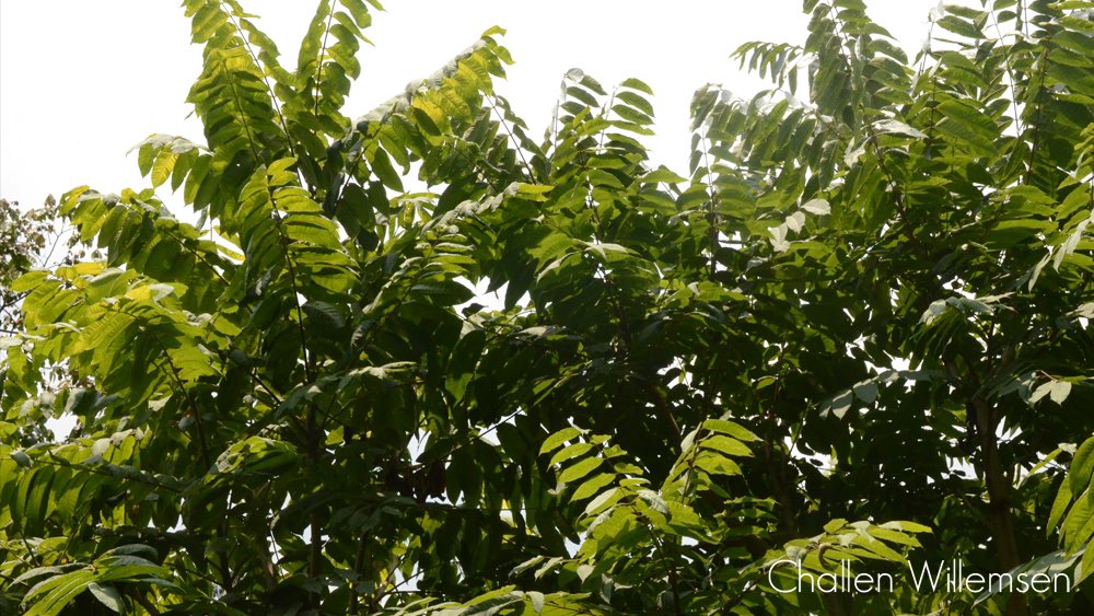 challenguate's tweet photo. Unlike Cuban cedar (Cedrela odorata) Cedrela tonduzii likes the cold of the highlands over the heat of the lowlands. (We have that in common.) This tree species is distributed from Mexico to Panama. #trees #plants #botany #nature #green #forest #cedar #cedrela #flora #meliaceae https://t.co/crStYj6aKl