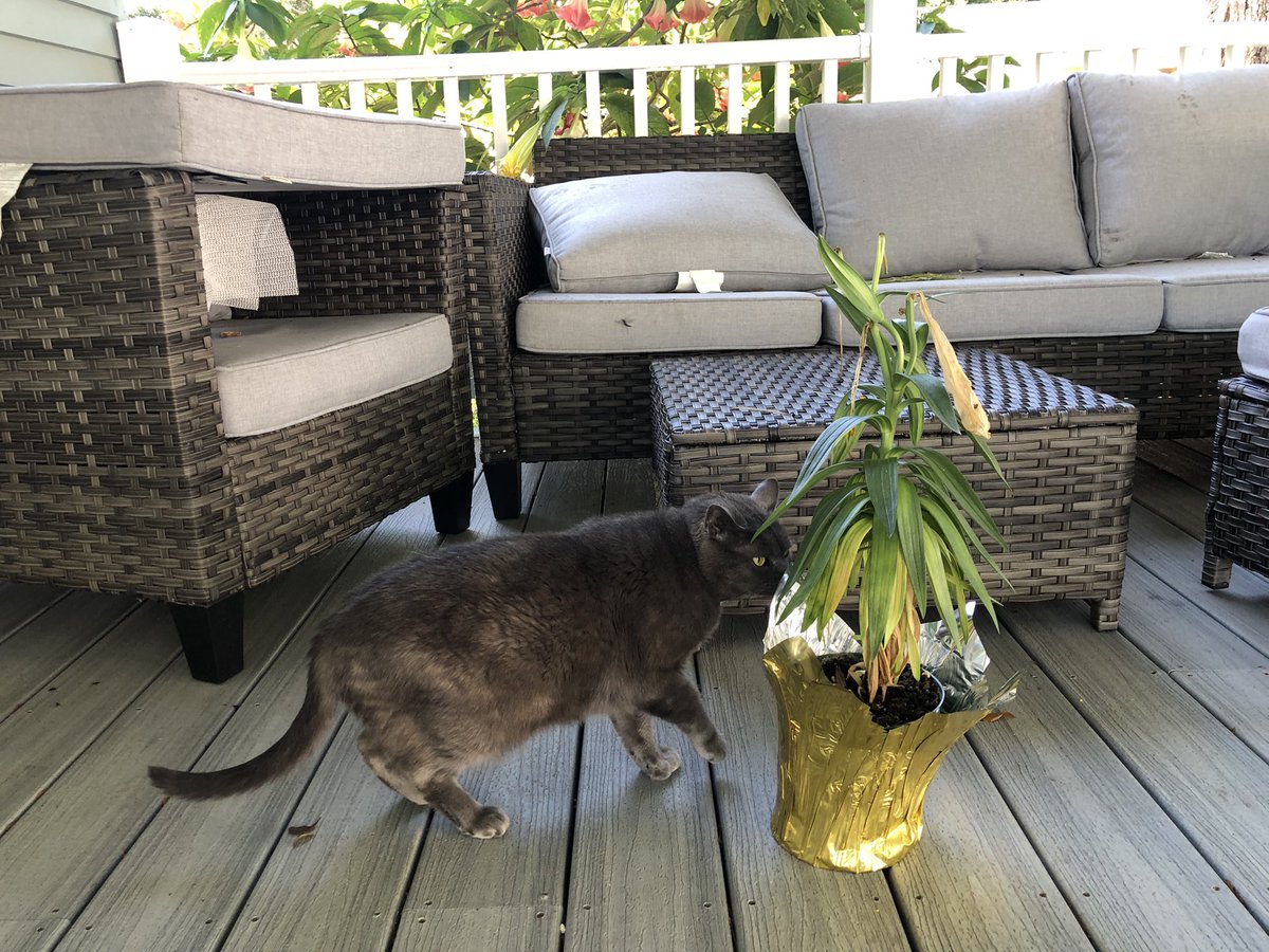 Brian_S_Gardner's tweet photo. Lilly smells a lily. 

#lilyception #catlife #SillyLilly https://t.co/Xp750fkWyo