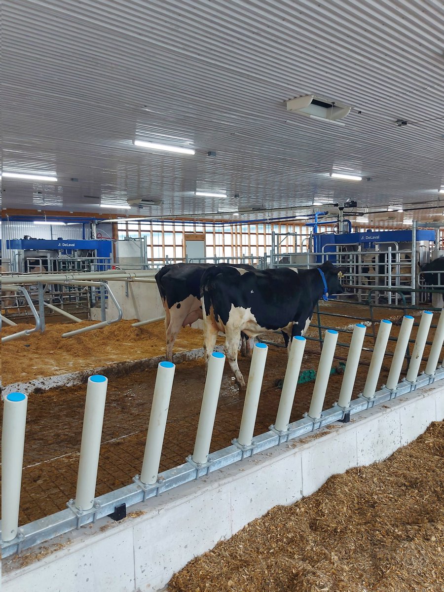 NorwellDairy's tweet photo. Some pictures from the startup at Nieuwcrest Dairy Inc yesterday! Congratulations and thank you for choosing Norwell!! #DairyDoneWell #agriculture #farming @DeLavalCanada 

📷 @KateDorr https://t.co/9WvBKRHSfZ