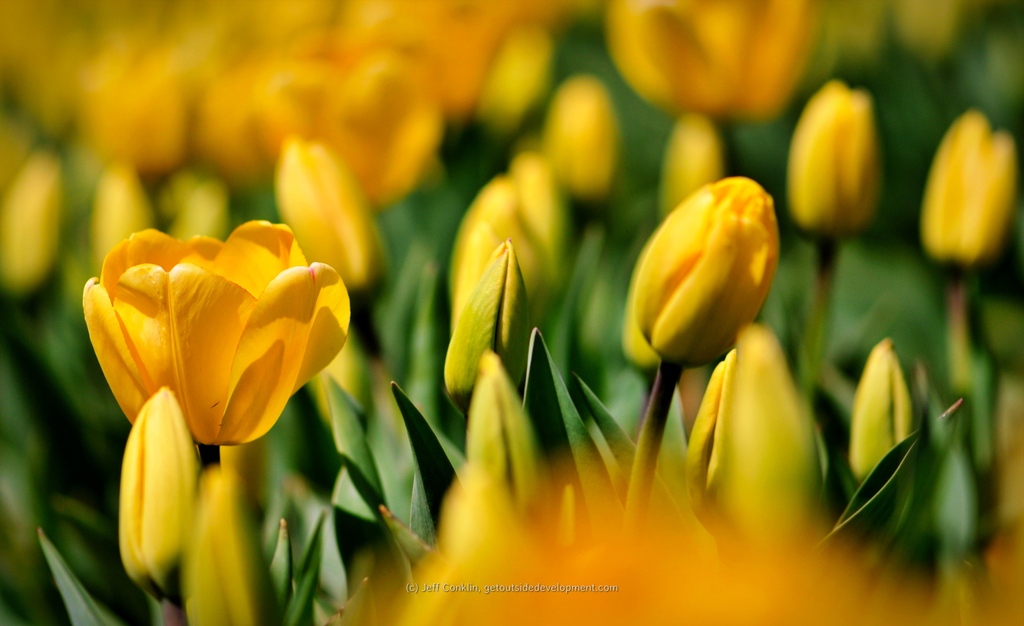 GetOutsideNJ's tweet photo. Tulip Bloom and color explosion in Holland Ridge.
The yearly Tulip bloom is over for the 2022 season. Did you visit this year?
Holland Ridge Farms - https://t.co/5RvCwfPubn
#nj #flowers #tulips #tulipfestival #monmouthcounty #yellow #exploringnj #lovethisplace https://t.co/PgmwBH0jv1