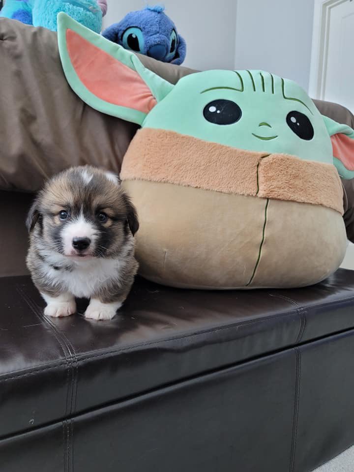 dog_rates's tweet image. This is Grogu. He's patiently waiting for his ears to get big enough for him to use the Force. 12/10 big enough soon they will be