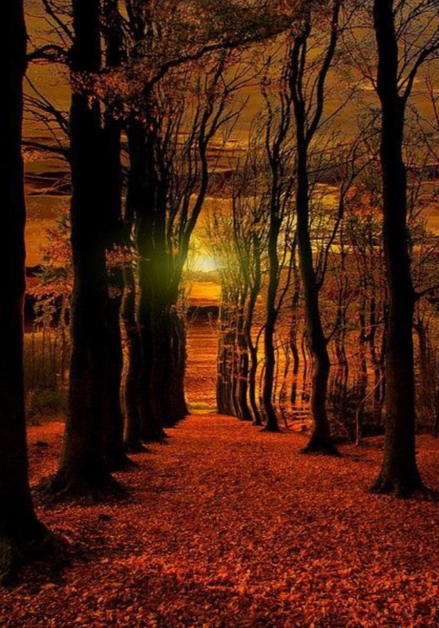Hola ! Buenas tardes ✨✨ Buenas noches ☕ Un atardecer espectacular ! The Red Forest  Gelderland   The Netherlands  📸  By  artsandletters  😎