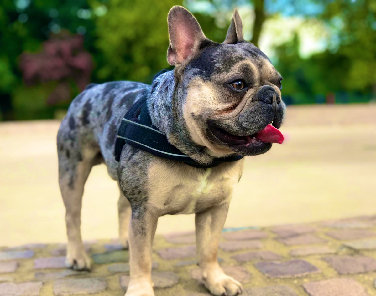 ArchieMac12's tweet photo. Frenchie Dawg Dawwwg
#doglovers https://t.co/14JgtPXeAa