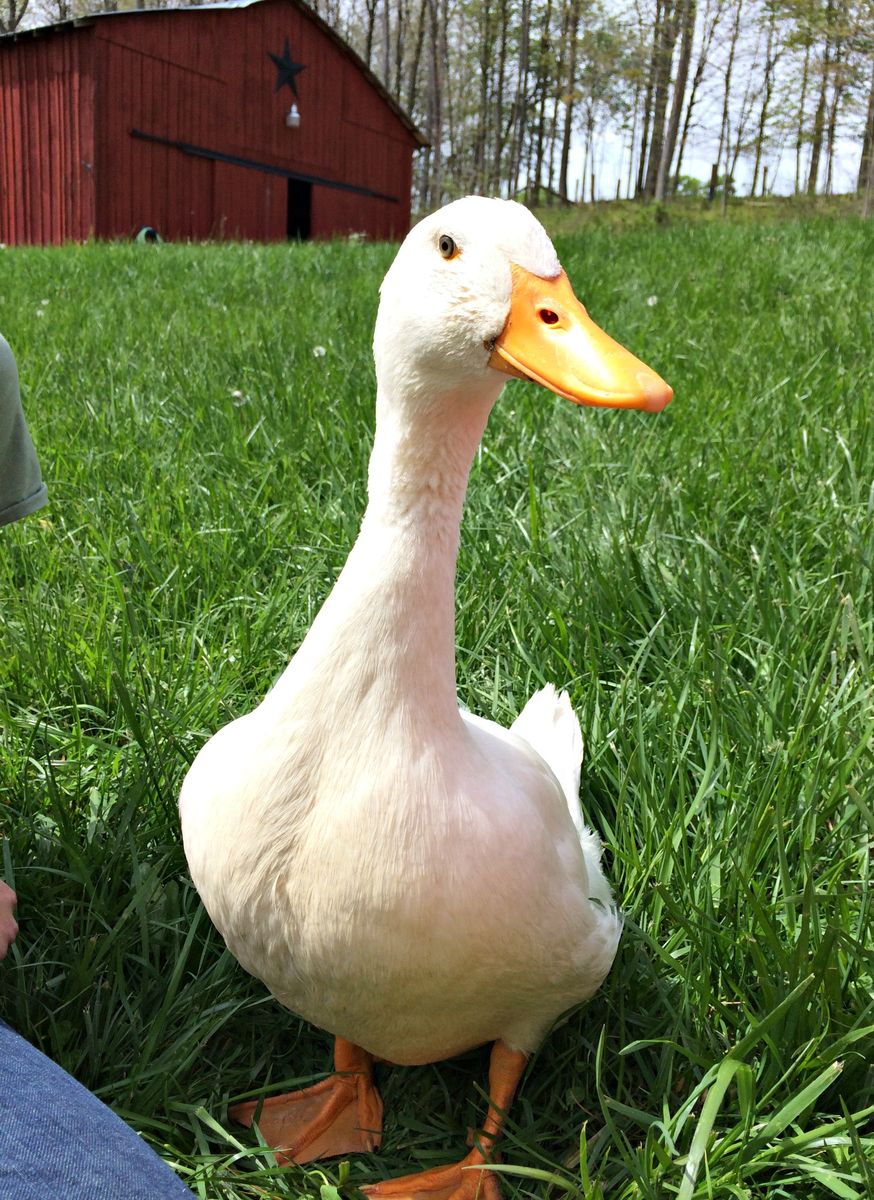 ducksdailyy's tweet photo. https://t.co/pTpPCEL3fw