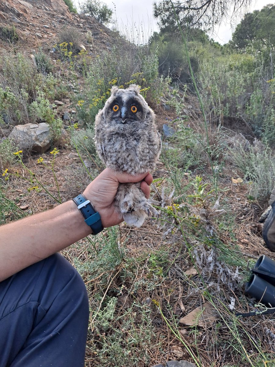 Claudio_Amorosb's tweet photo. El otro día estuvimos anillando pollos de Búho chico en la Región de Murcia. Pronto estarán saltando del nido y realizando sus primeros vuelos🦉 https://t.co/AZeNhUYXuI