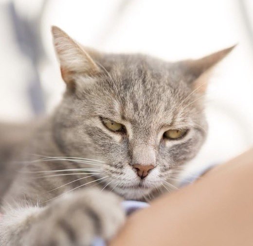 gnf as cats (@georgecatfound) on Twitter photo 