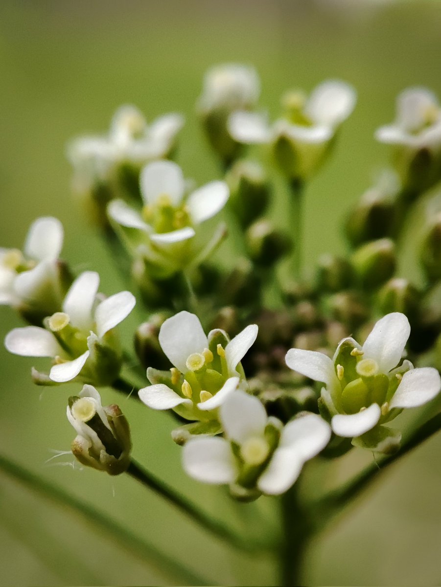 simonazorochka's tweet photo. One more recognised weed #plant, common in #Ukraine️ 
🌿#capsella bursa-pastoris

#herb #Herbology #plantlover #plantidentification #NaturePhotography #NatureBeauty #naturelovers #naturephotos https://t.co/QU92ERW00y
