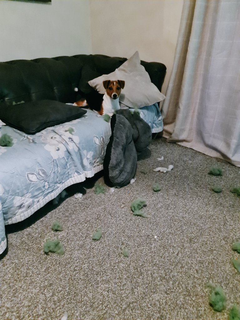 Puppies can't leave then for 5 mins 🤣🤣🤣🐕🤣🤣🤣🤭😝🤔😒