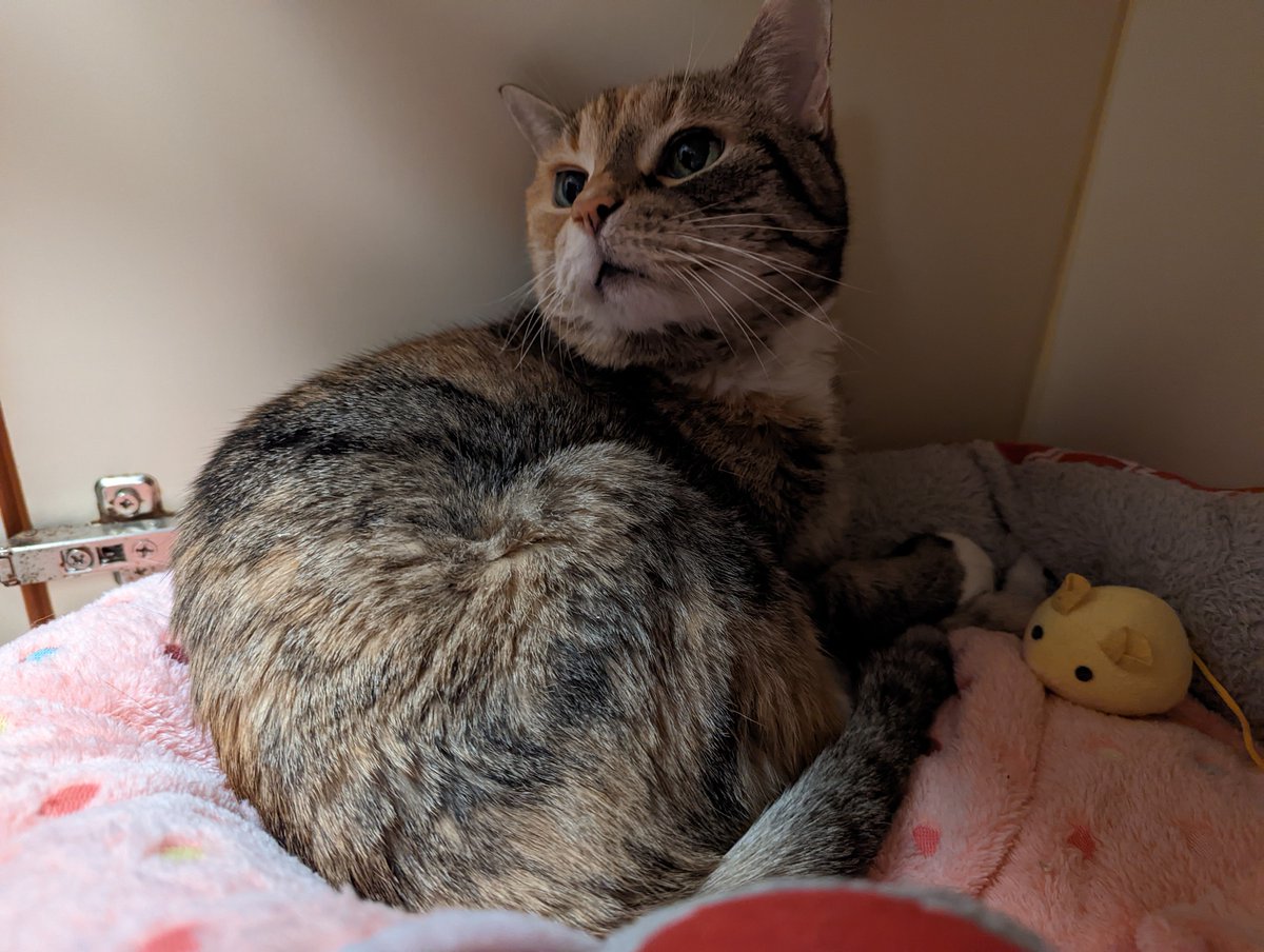 PMSPCA's tweet photo. Jackie, 17yo SF, wants a calm home to cuddle in a lap and is such a sweetheart! Her ideal day is sleeping in her bed, then your lap, mealtime and some bird watching and nap time.
https://t.co/nDCmVCxG7G
#adoptme #catadoption #pmspca https://t.co/9KPJ2nRDFv