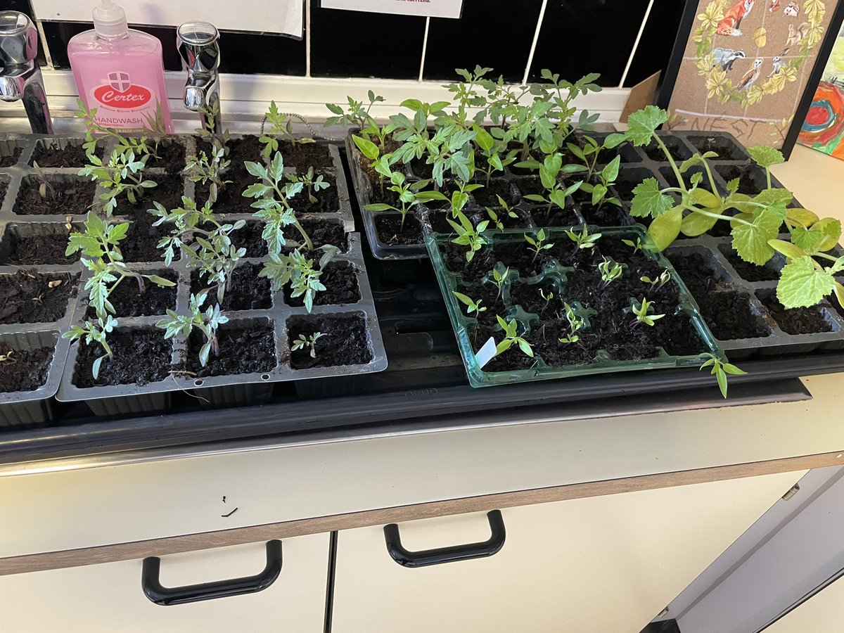 CharlotteSL2017's tweet photo. Another busy ‘Gardening Club’ tonight. Signs made and hung on the fence, strawberries and potatoes watered, peas planted and raised planters prepared for lovely flowers @ophouse_york #BGExtra https://t.co/lUBFPEI7QI