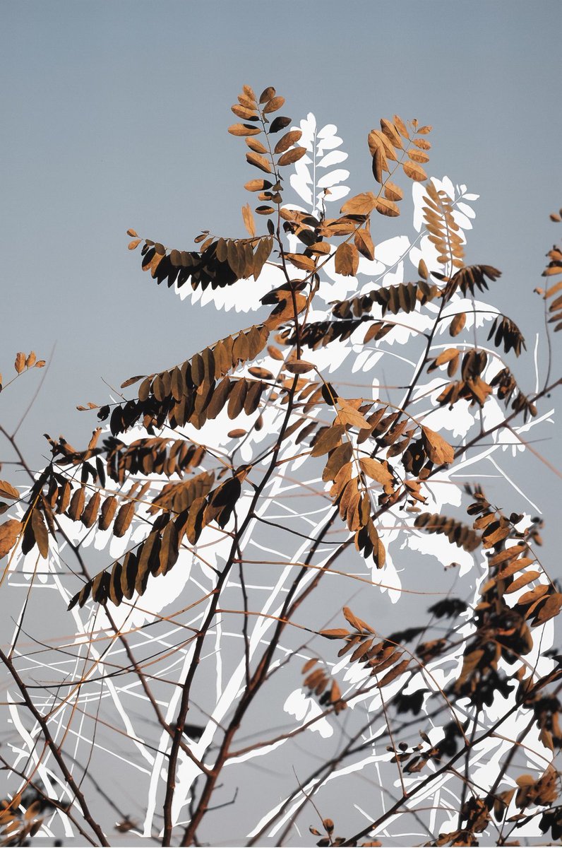 diannawitte's tweet photo. We are pleased to present Sunset Watch, a solo exhibition of photo-based works by Fiona Freemark. A Core Exhibition of the 2022 Scotiabank CONTACT Photography Festival.
May 5th - 28th
- https://t.co/qNNYVgfnWQ https://t.co/BRF8dBRlqz