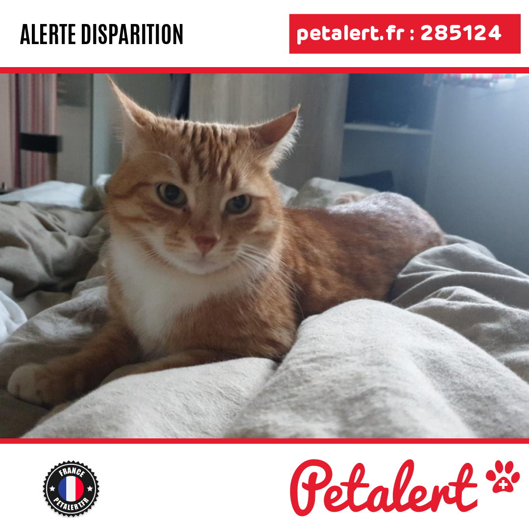 petalert_france's tweet photo. Disparu #Chat #Vendee #Avrille #Petalert #PetAlert85 / https://t.co/NH7W4n39EJ https://t.co/NB9j7Ts2jB