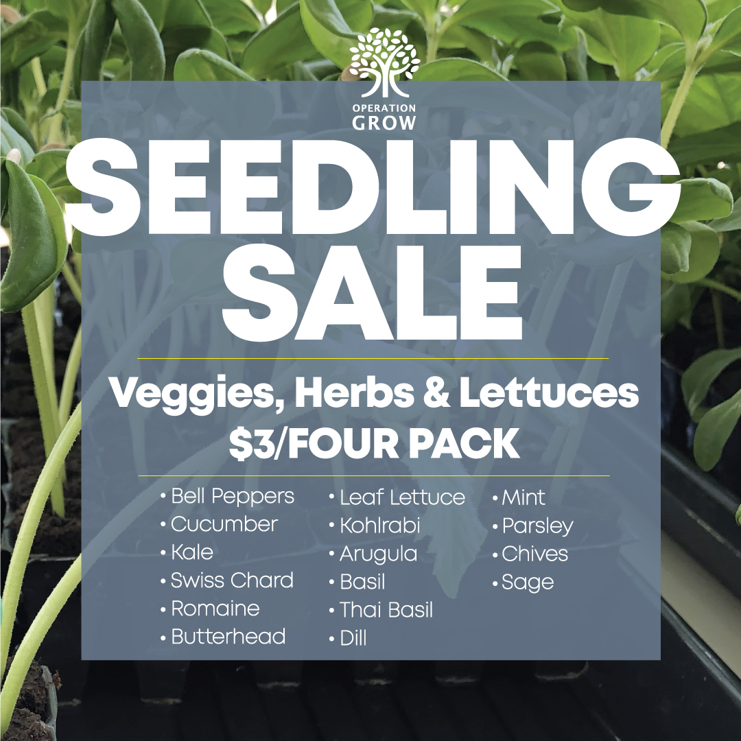 Operation_Grow's tweet photo. We're having a seedling sale! Stop by and pick up tomatoes, lettuce, herbs, and other veggies to grow this season 🌱
#OperationGrow #SeedlingSale #Sale #ShopLocal #EatLocal #MidlandON #growyourfood #gardening #veggiegarden https://t.co/LCXj5Zsjrf