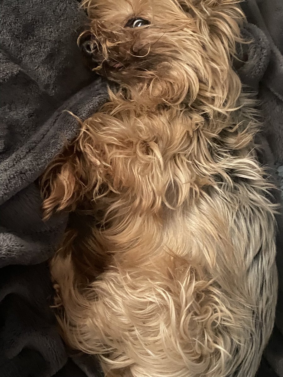 melshupe's tweet photo. @Venmo @melshupe this mess is my co- worker while working at home- only in search of snuggles and treats plus he’s beloved toys 🧸 https://t.co/7bSyDnwERL