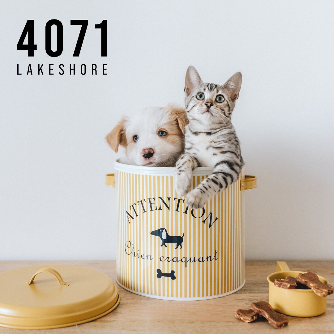 FortuneREM's tweet photo. 4071 Lakeshore is Pet-Friendly 🐈🐶

#4071lakeshore #fortunemarketing #luxurylisting #kelownarealtor #kelownarealestate #kelownahomes #penthouse https://t.co/kI3pAUsJ02