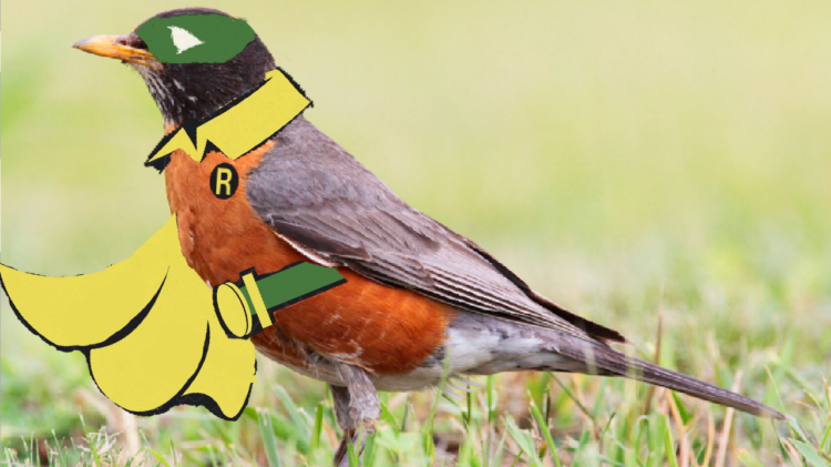 don't let the bright orange stomach and pretty song fool you! robins are actually pretty territorial and aggressive... what a perfect name for the Boy Wonder!