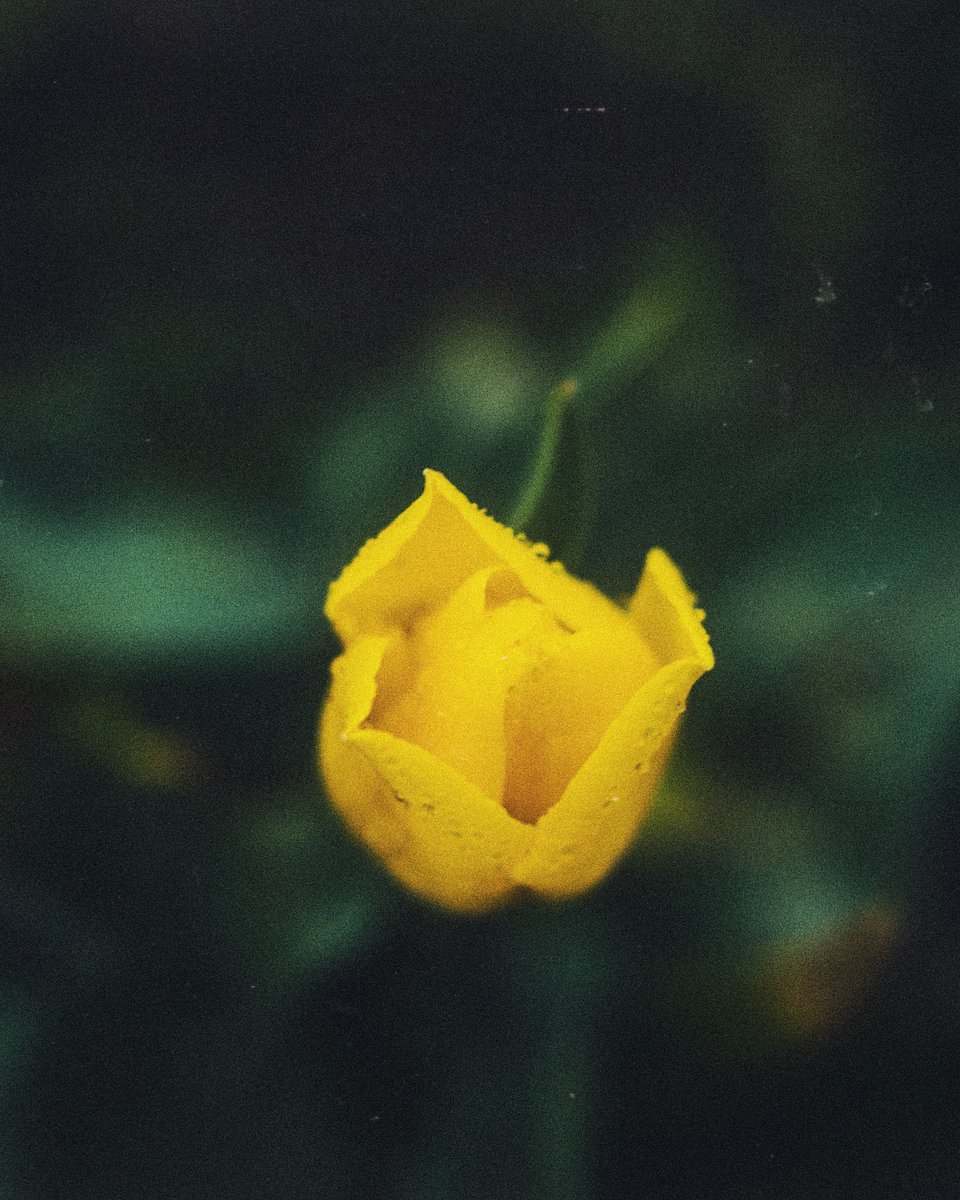 jer_welsh's tweet image. Anyone need an album cover?
#landscapephotography #filmvibes #albumart #photography