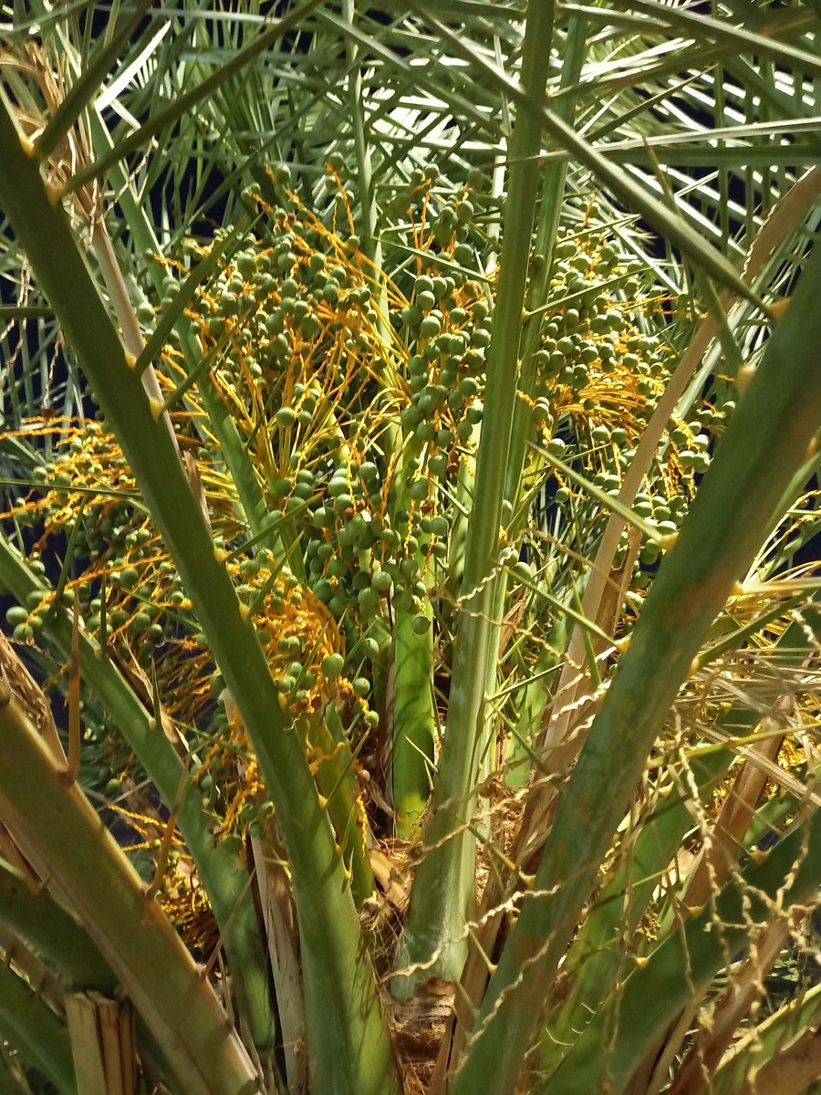 FShodig's tweet image. Mungkin ada yg tau manfaatnya  
Kurma muda ini