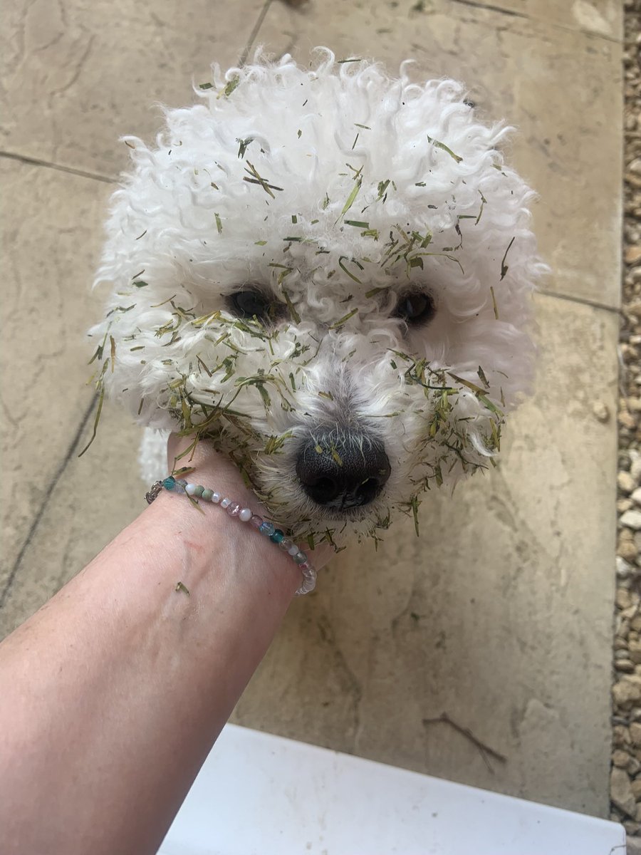 Dad cut the grass……#bichon #grasscuttings