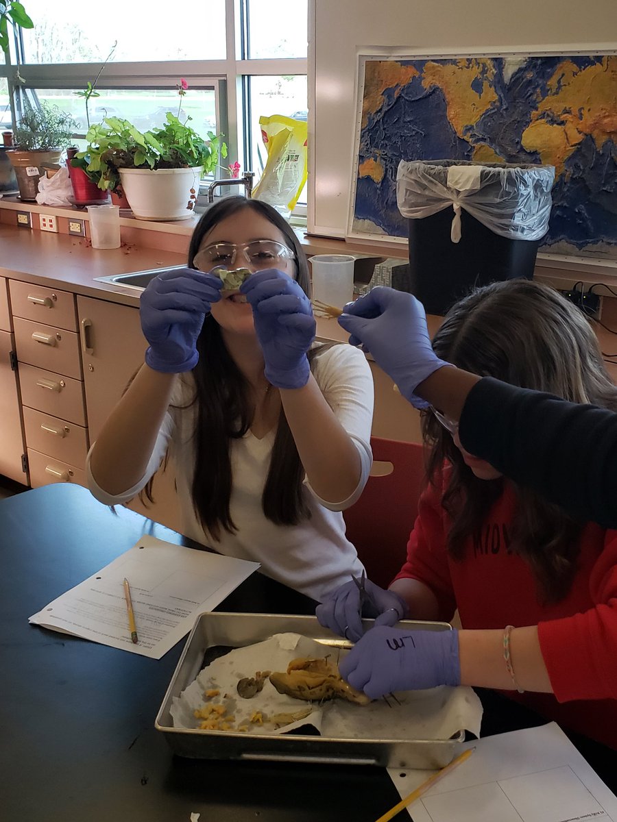 TraftonBa's tweet photo. Frog dissection fun today. Kids were amazing and did really well. Science is really fun.  #Traftonteaches #KHMS https://t.co/C9zuea4BY5
