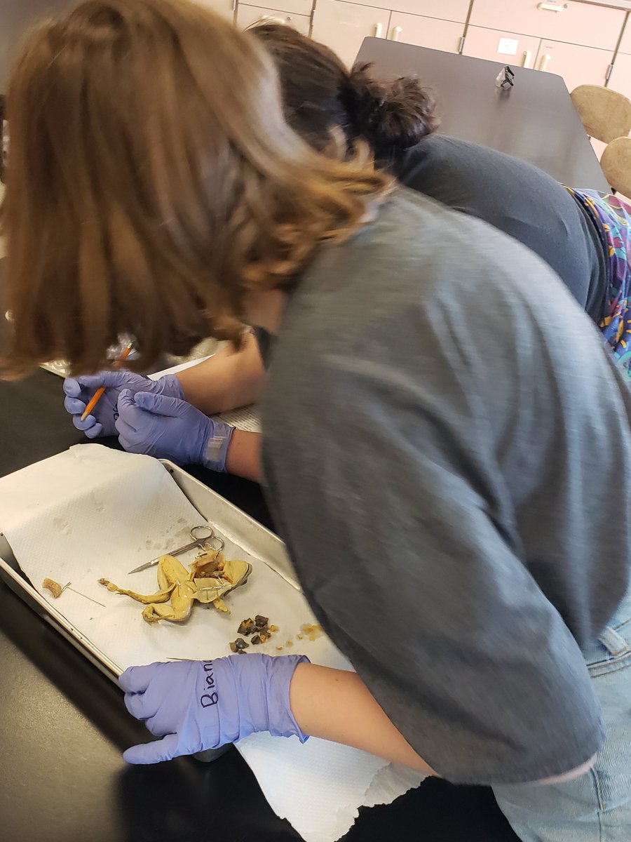 TraftonBa's tweet photo. Frog dissection fun today. Kids were amazing and did really well. Science is really fun.  #Traftonteaches #KHMS https://t.co/C9zuea4BY5