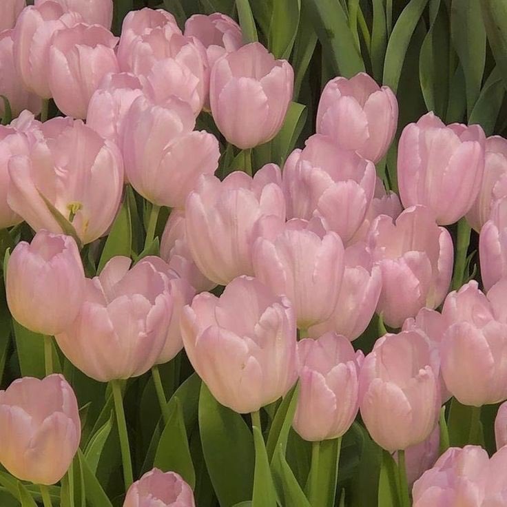 dreamyyarchive's tweet photo. Tulips <3 https://t.co/Zr61YbnhEF