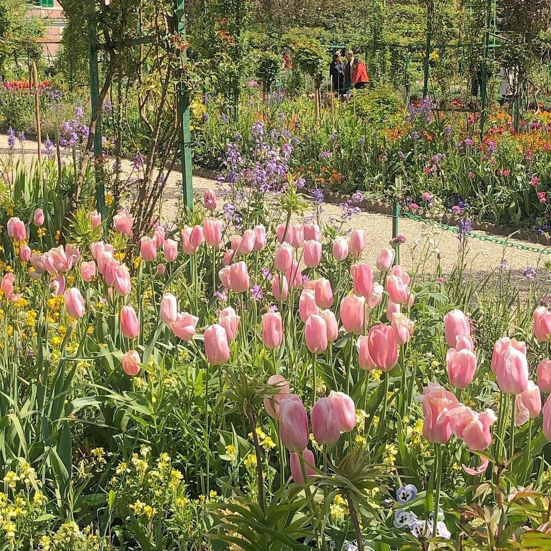 dreamyyarchive's tweet photo. Tulips <3 https://t.co/Zr61YbnhEF