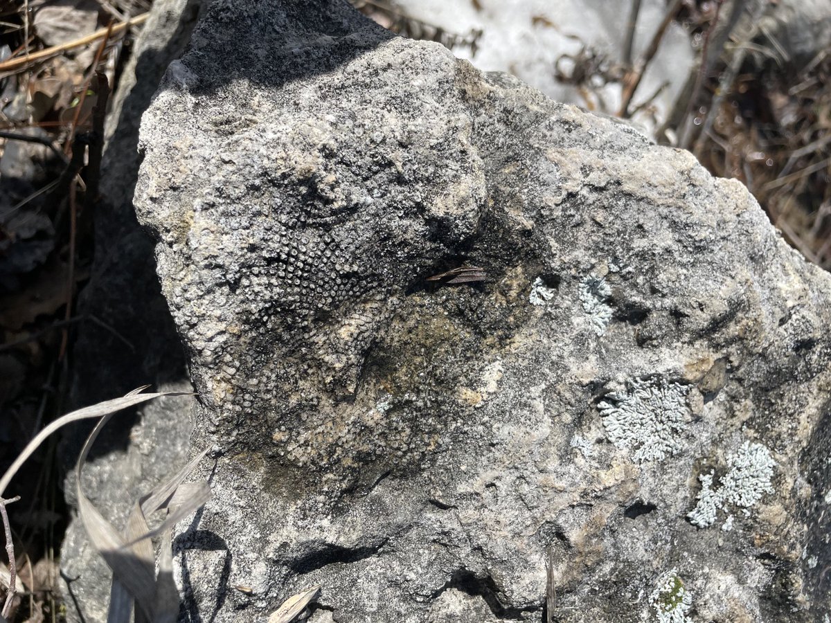 JenniferCyr17's tweet photo. Went on a beautiful nature walk today with my students. We found some pretty cool rocks along the way. ⁦@HTS_LSSD⁩ #mentalhealthweek #LSSDWellness #exploringisfun #learningalongtheway https://t.co/qG3jFwvg3t