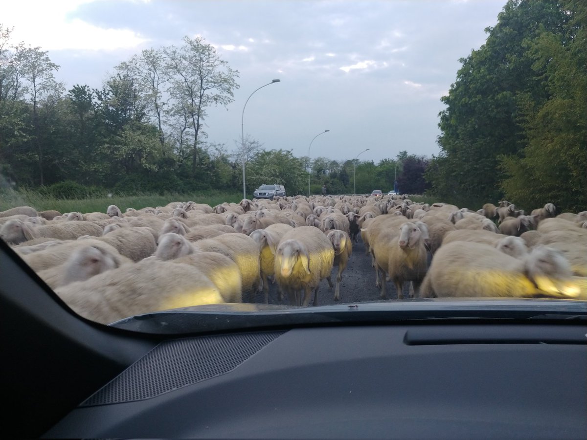 ArosioFederica's tweet photo. 🐑🐑🐑 #flockofsheep #sheep #everyware https://t.co/EfQWyb5eZl