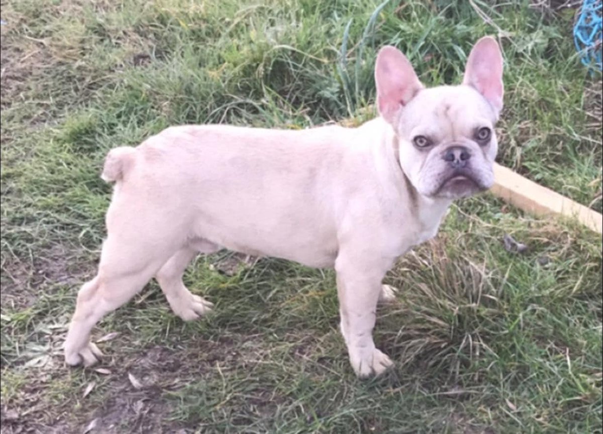 AdoptionsUk's tweet photo. Please retweet to help FIND MISSING FRENCH BULLDOG #STANFIELD #Fakenham #NORFOLK #UK 

French Bulldog, missing from garden MAY 4,22
If anyone one has any info  contact 👉 07857215649
DETAILS👇
https://t.co/wv0WPAzUzn…
#FrenchBulldog #dogs #pet https://t.co/TY0E26VCfm