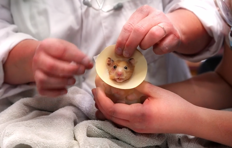 Wildrosevets's tweet photo. If a hamster in a handmade collar cone isn't the cutest thing you've seen today... 🥺

Tune in tonight for the premiere of Dr. Savannah: Wild Rose Vet!! Airing at 9:00 PM across all @APTNtv  channels

@tbirdent  #wildrosevet #vet #vetlife #veterinarian #veterinarycare #pets https://t.co/W2lHunE6jH