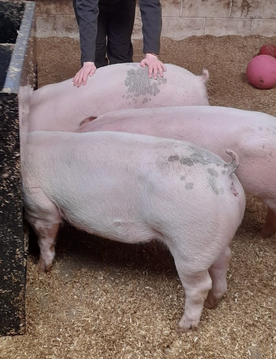 devlin_jp's tweet photo. Vet student niece met the campus pigs today #IWantOneNow https://t.co/DNBadwgACp