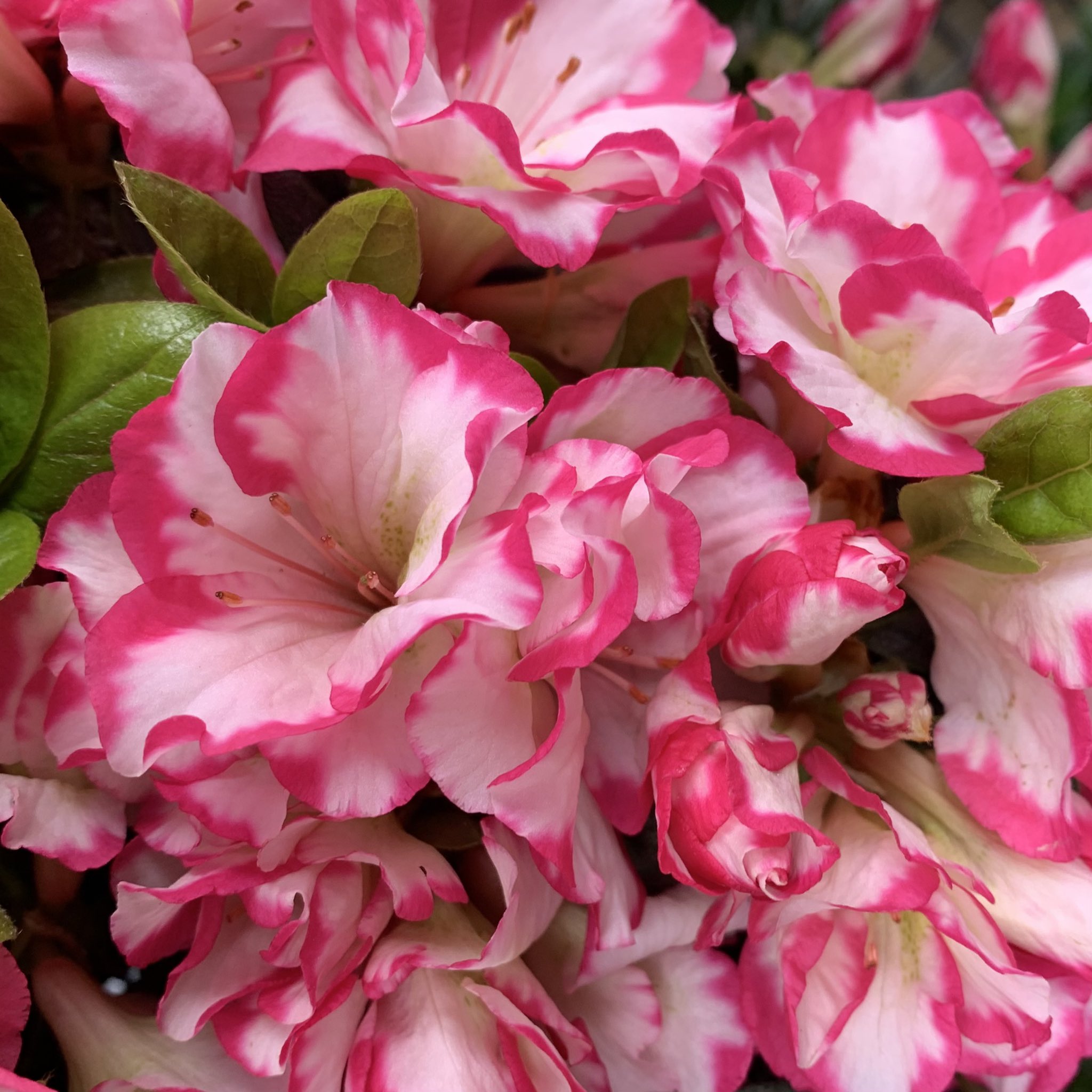 花ひばち 優しい繋がりに感謝 おはようございます٩ ۶ 花の便り アザレア アザレアは19世紀初頭に ベルギーを中心としたヨーロッパで 室内鑑賞用の鉢物として改良された常緑性ツツジの総評です 花 風景 写真で奏でる私の世界 花ひばち 優しい繋がりに感謝 おはようございます٩ ۶ 花の便り アザレア アザレアは19世紀初頭に ベルギーを中心としたヨーロッパで 室内鑑賞用の鉢物として改良された常緑性ツツジの総評です 花 風景 写真で奏でる私の世界