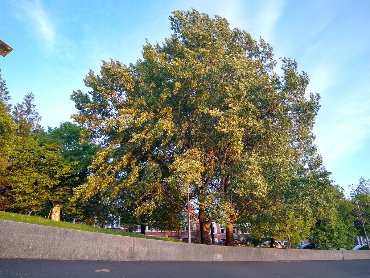 Another stunning sunset at Maindy Park this evening. Cardiff residents: help secure the future of trees like this tomorrow (Thursday 5th May) by voting for anyone but Labour.