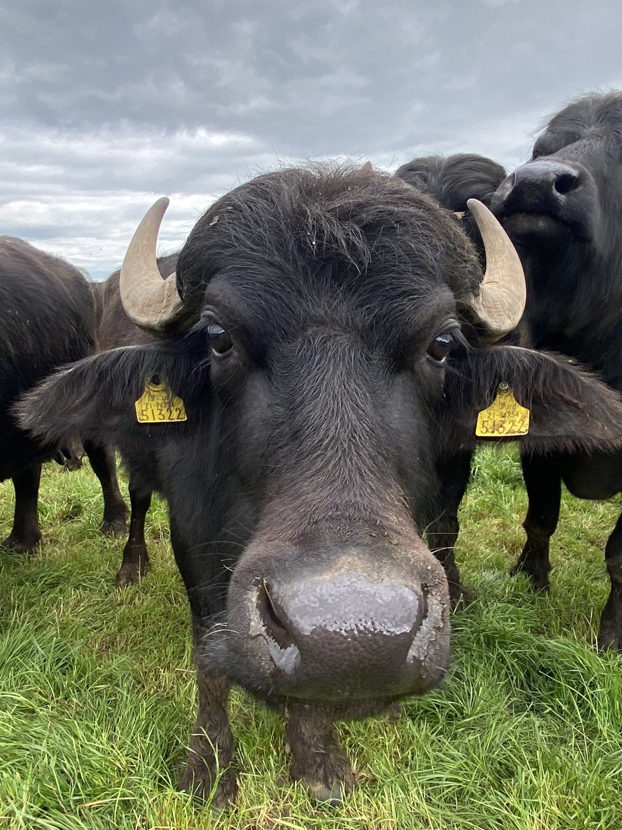 Gougane Barra Hotel tweet media