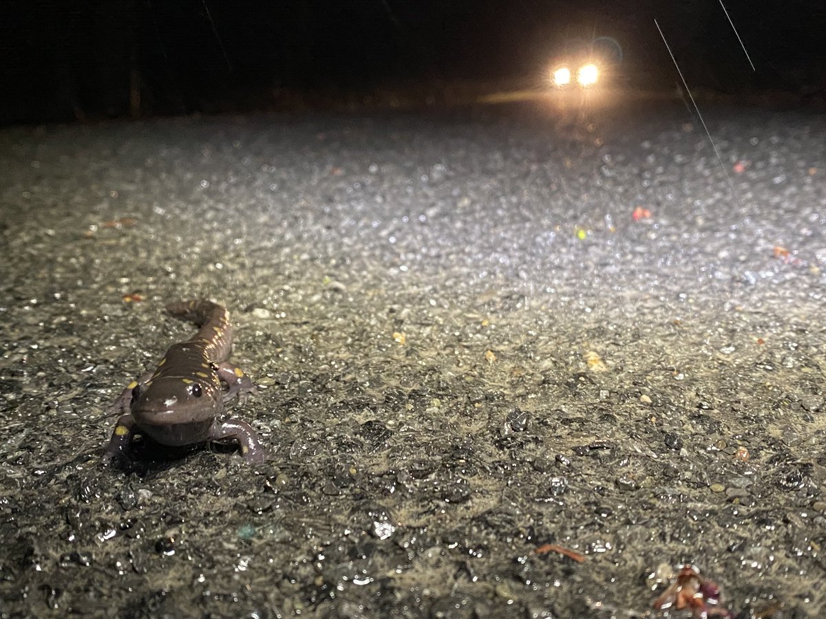 NancyCoddington's tweet photo. Watch out for our #amphibian friends on these rainy spring nights. They are making their way to vernal breeding grounds. Roads are often placed between a wetland and the wooded upland where these guys live. #flx #ithaca #conservation #iloveNY #spottedsalamanders https://t.co/JelEx43V5t