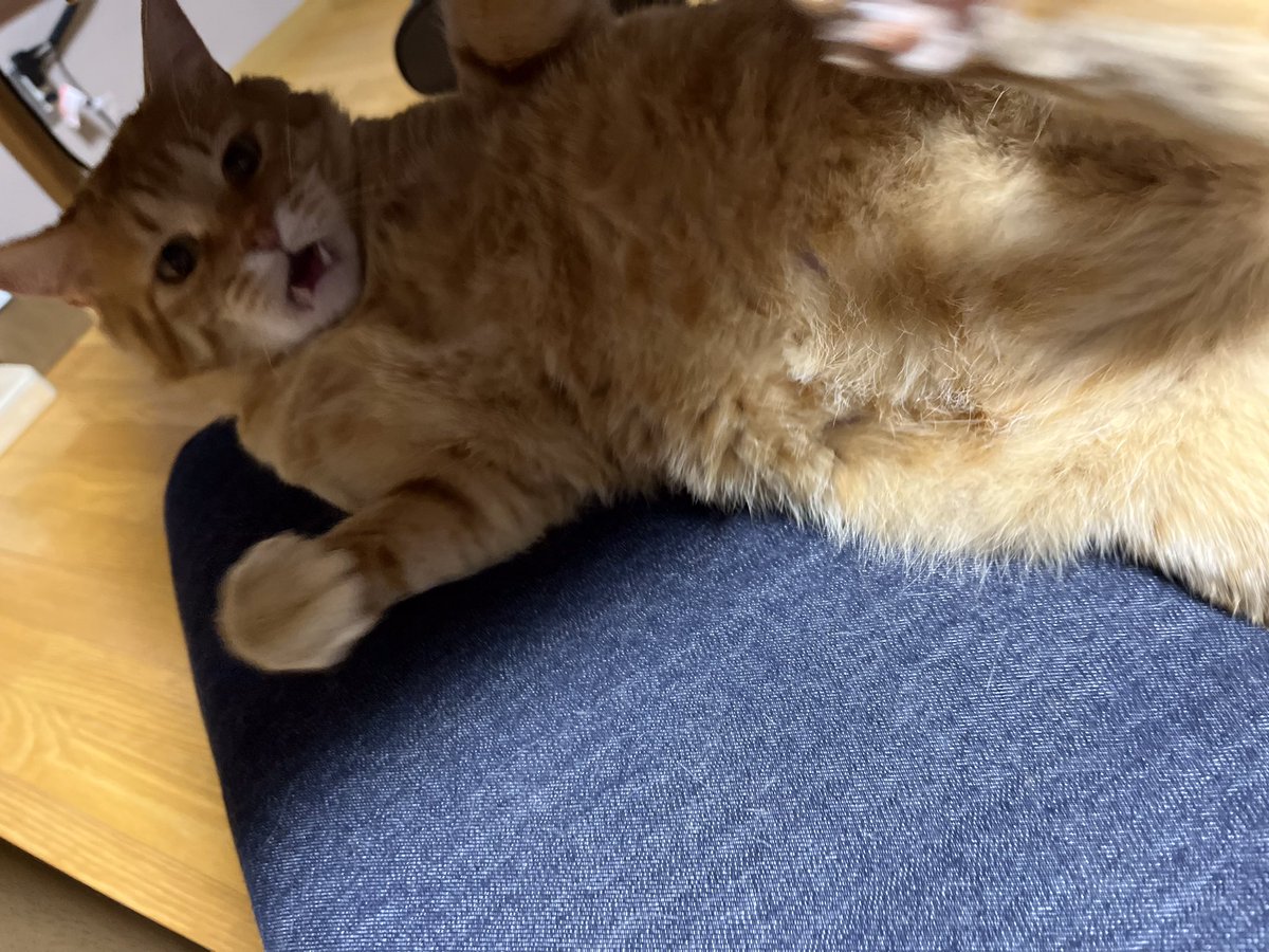 marusukecat's tweet photo. 被害者みたいな顔すな
#宗助
#保護猫 https://t.co/PiSmj5fKGV