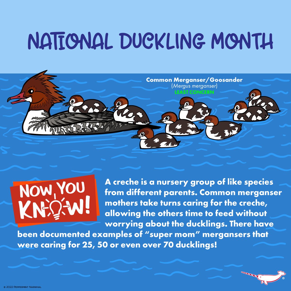 PepomintNarwhal's tweet photo. #NationalDucklingMonth
#NowYouKnow #CommonMerganser
#PeppermintNarwhal
Etsy https://t.co/TOLSWY3W0e
Redbubble https://t.co/ISRfrTWwVu
TeePublic https://t.co/yNi4J9Tz7I
Zazzle https://t.co/NFmJJTiOHM
YouTube https://t.co/uKbf9WHgqP
#DucklingMonth #Duckling #Goosander #Merganser https://t.co/E8xdbrbdad