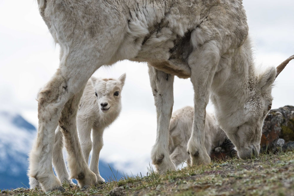 🐐 During lambing season (May 1 - June 15) ewes seek safety from predators by finding high ground and open ridges. To protect the Dall’s sheep in Kluane NPR, please choose not to hike the Thechàl Dhâl' ridge route during this time. 
ow.ly/R5QT50IYxgX
📷 Sonny Parker