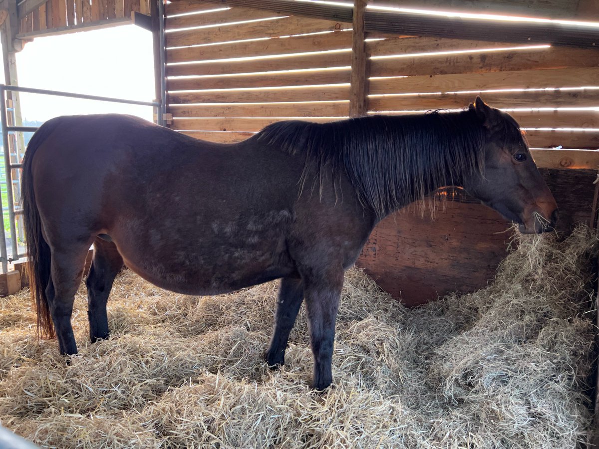 CountryCornerUK's tweet photo. Volunteer Val testing the softness of the straw 'mattress' before our lovely pregnant mares come in for the night... https://t.co/moXWQB3S51