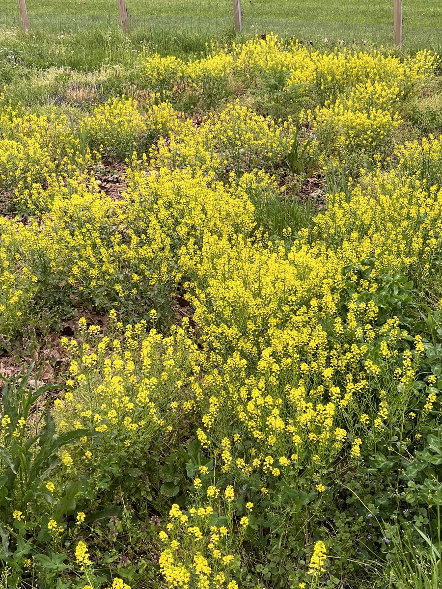 mike_n8wc's tweet photo. #Wintercrest wildflower for #pollinators https://t.co/NpioJwSArM