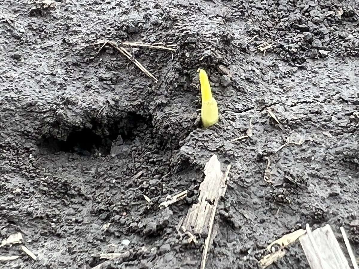 Kyle Owens tweet media